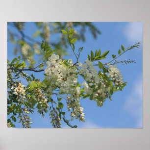 Fintvättblommor, delikat vitt, Blommar Blå himmel Poster