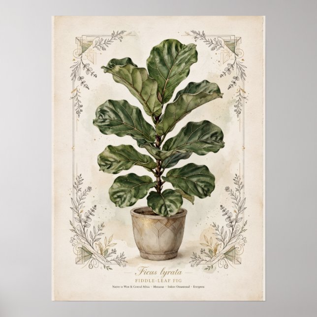 Fiolbladsväxt Vintage Botanisk Affisch (Framsidan)