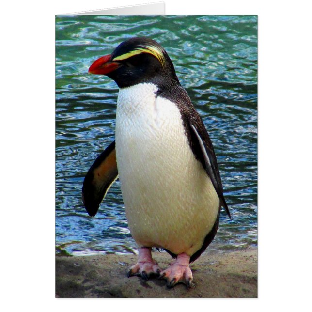 fiordland penguin hälsningskort (Framsidan)