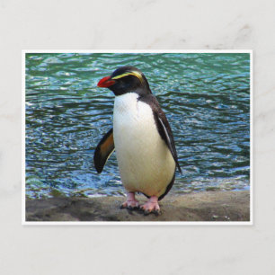 fiordland penguin vykort
