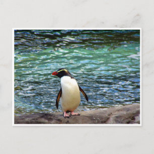 fiordlands penguinsträcka vykort