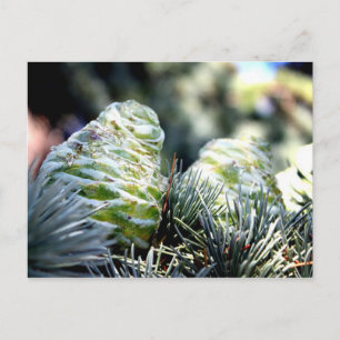 Fir Cone Vykort