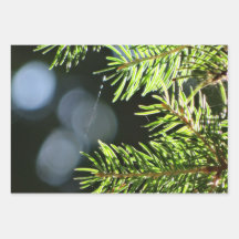 Fir gräs nål med bokeh