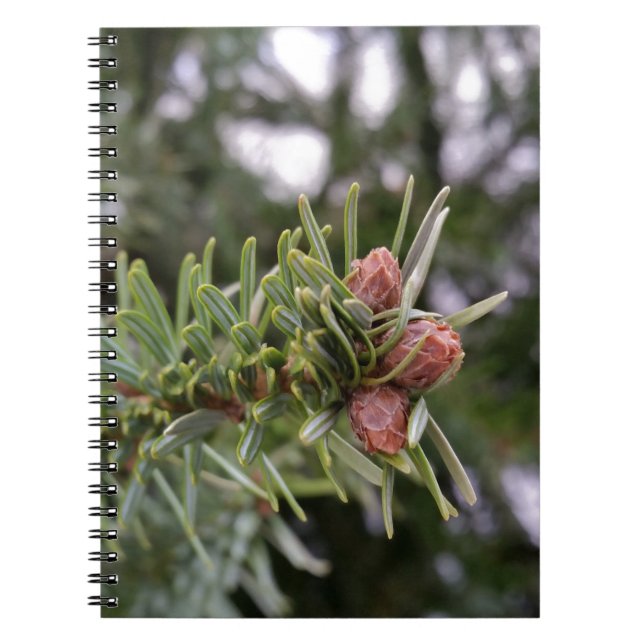 Fir-knoppar Anteckningsbok Med Spiral (Framsidan)