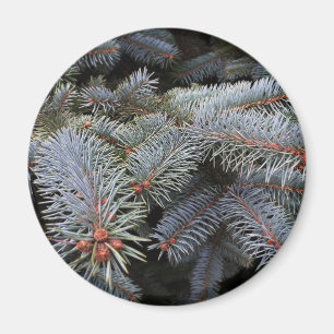 fir träd-knoppar magnet