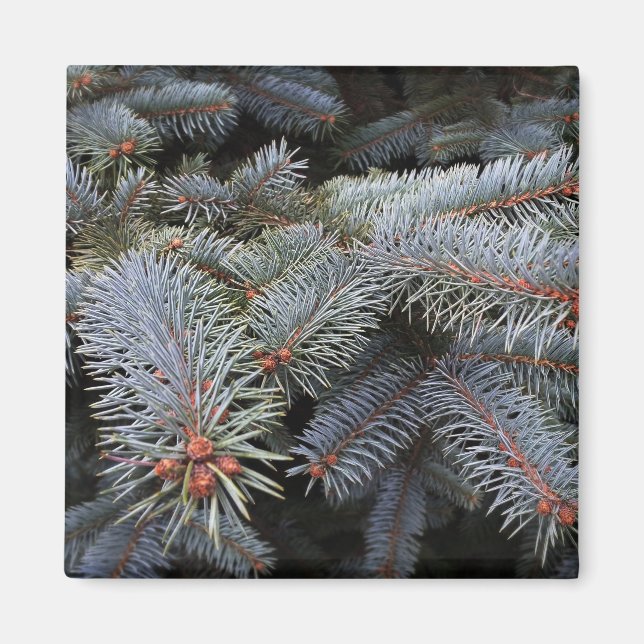 fir träd-knoppar magnet (Framsidan)