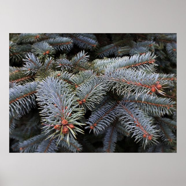 fir träd-knoppar poster (Framsidan)