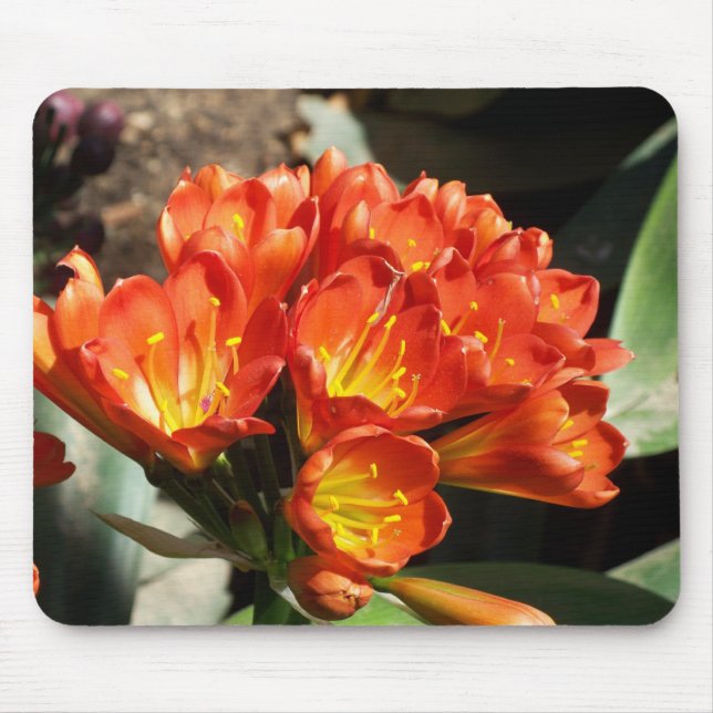 Fira Musmatta (Framsidan)