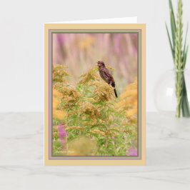 Firande fåglar: Honlig-röd-vinge svart fågel: Kort