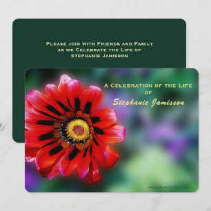 Firande of Life, Vivid Red Flower Gazania Inbjudningar