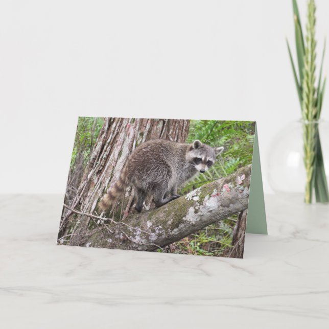 Firar din födelsedag som en Raccoon Kort (Framsida)