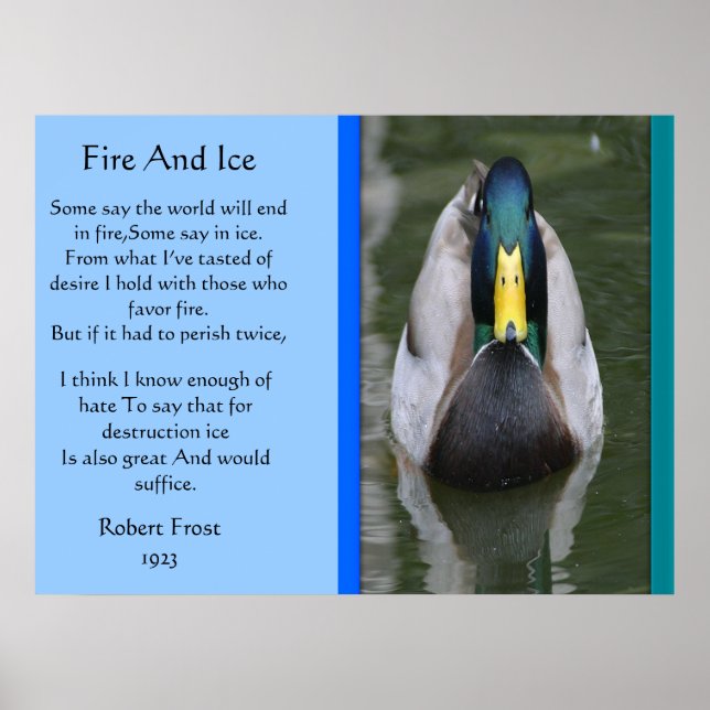 Fire and Ice Mallard Anka i Vatten Poster (Framsidan)