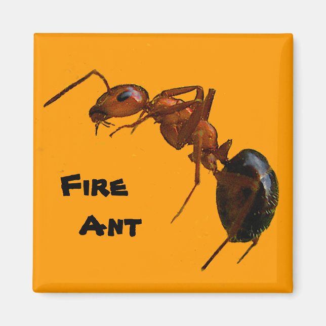 Fire Ant Magnet (Framsidan)