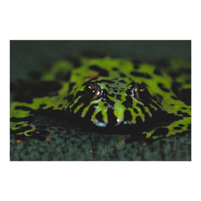 Fire Bellzed Toad Closeup Fototryck (Framsidan)