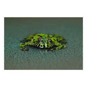 Fire Bellzed Toad Fototryck