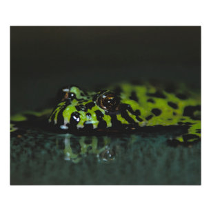 Fire Bellzed Toad SideView Fototryck