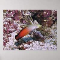 Fire Dart Goby