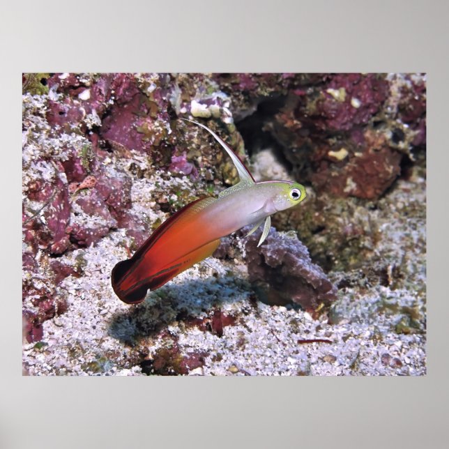 Fire Dart Goby Poster (Framsidan)