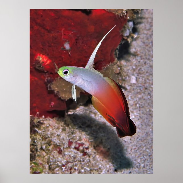 Fire Dartfish Porträtt Poster (Framsidan)