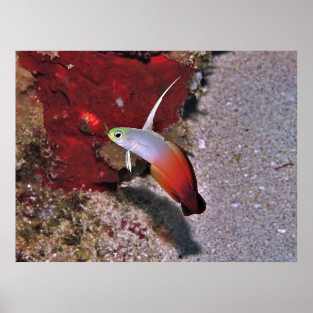 Fire Dartfish Poster (Framsidan)