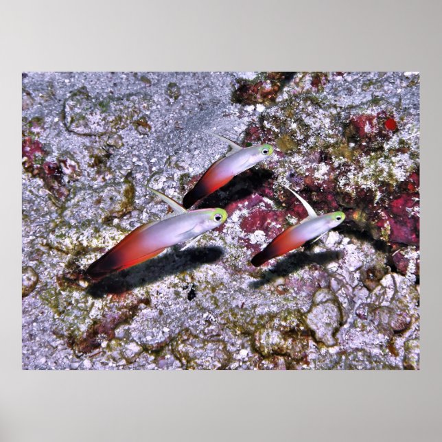 Fire Goby Trio Poster (Framsidan)