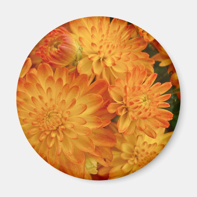 Fire Orange Chrysanthemums Magnet (Framsidan)