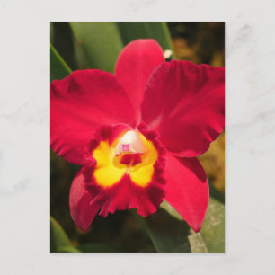 Fire Orchid Vykort