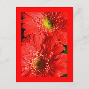 Fire Red Gerbera Vykort