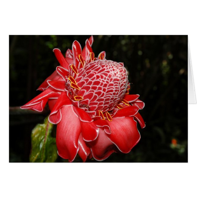 Fire Red Protea Hälsningskort (Framsidan Horizontal)