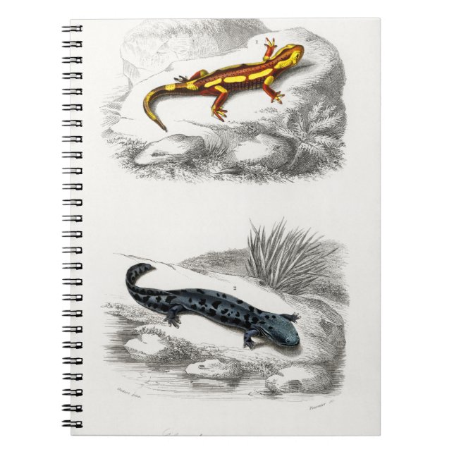 Fire Salamander och Hellbender Salamander Anteckningsbok (Framsidan)