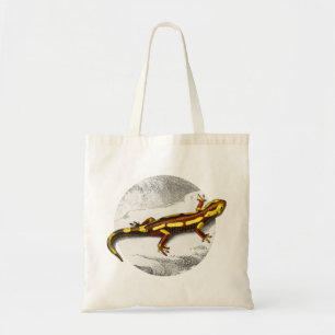 Fire Salamander - Salamandra Tygkasse