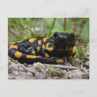 Fire Salamander Vykort