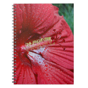Fireball Hibiscus blomma med regndroppsfoto Anteckningsbok Med Spiral