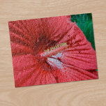 Fireball Hibiscus blomma med regndroppsfoto Pussel<br><div class="desc">En röd hibiscus-blomma fyller det mesta av fotot. Blommarna var storleka på en salladsplatta. Regndropparna täcker petalerna. Det ytliga djupet på fält visar på den ovanliga fimpen och stambildningen. Fem runda, röda mörkar, fuzzy stigmas kastar stilar bakåt i slutet av blomans mittkolonn som täcks med små gulter. Bakom Fireball Hibiscus...</div>