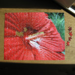 Fireball Hibiscus blomma med regndroppsfoto Pussel<br><div class="desc">En röd hibiscus-blomma fyller det mesta av fotot. Blommarna var storleka på en salladsplatta. Regndropparna täcker petalerna. Det ytliga djupet på fält visar på den ovanliga fimpen och stambildningen. Fem runda, röda mörkar, fuzzy stigmas kastar stilar bakåt i slutet av blomans mittkolonn som täcks med små gulter. Bakom Fireball Hibiscus...</div>