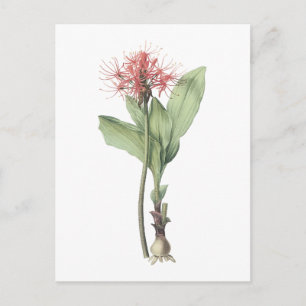 fireball lily(Haemanthus multiflorus) by Redouté Vykort