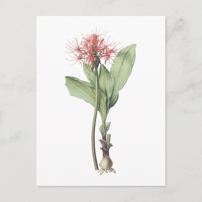 fireball lily(Haemanthus multiflorus) by Redouté Vykort (Framsida)