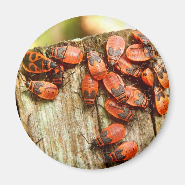 Firebugs Magnet (Framsidan)