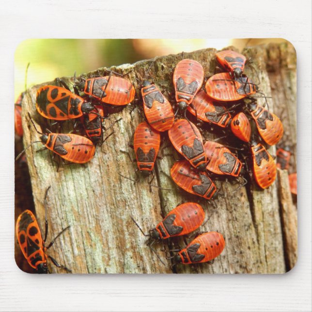 Firebugs-Musmatta Musmatta (Framsidan)