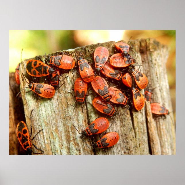 Firebugs Poster (Framsidan)