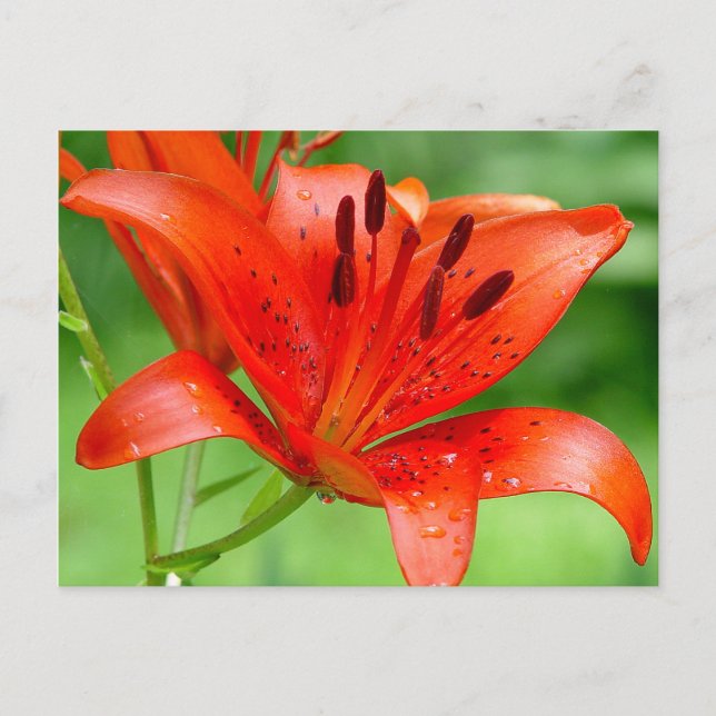 Firecracker Lilly Postcard Vykort (Framsida)
