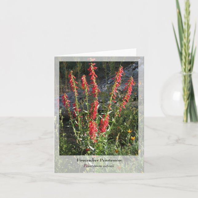 Firecracker Penstemon - Native Notecard Kort (Framsida)