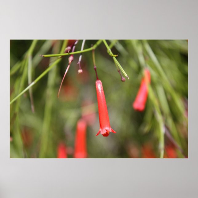 Firecracker Plant Poster (Framsidan)