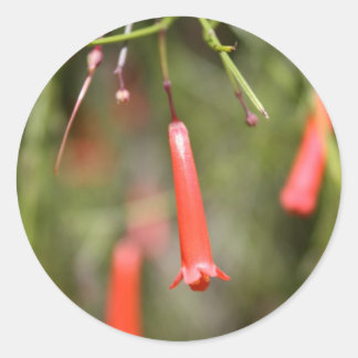 Firecracker Plant Runt Klistermärke