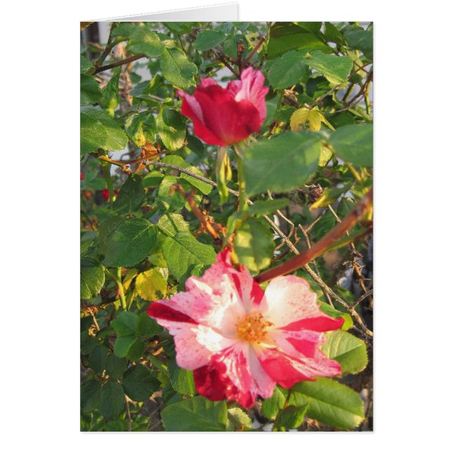 Firecracker Ro Hälsningskort (Framsidan)