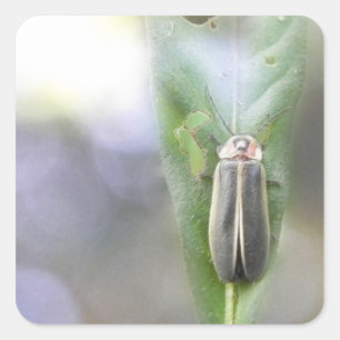 Firefly - Photuris Pyralis Fyrkantigt Klistermärke