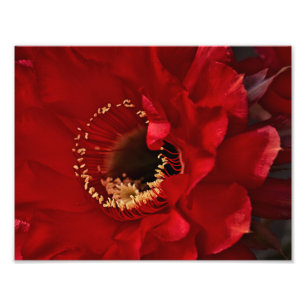 Firelight Cactus blomma Fototryck