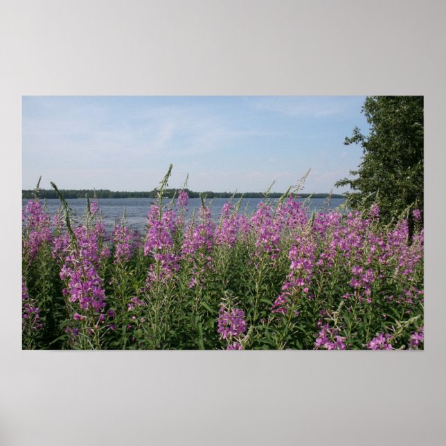 Fireweed Beach Poster (Framsidan)
