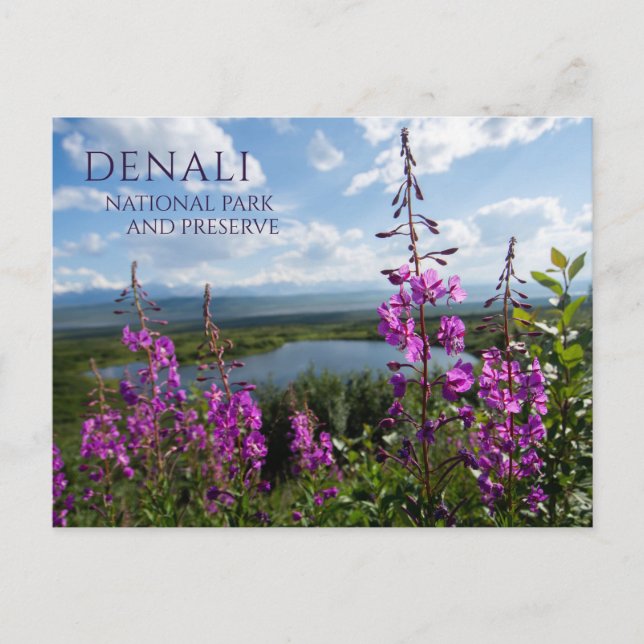 Fireweed Blommar,  Sjö Denali NP, Alaska Vykort (Framsida)