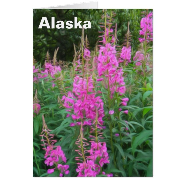 Fireweed Hälsningskort (Framsidan)